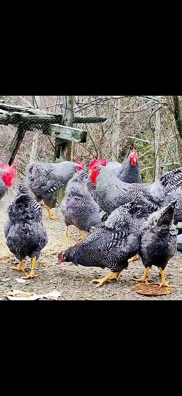 Digər heyvanlar: Toyuq, Damazlıq — 6