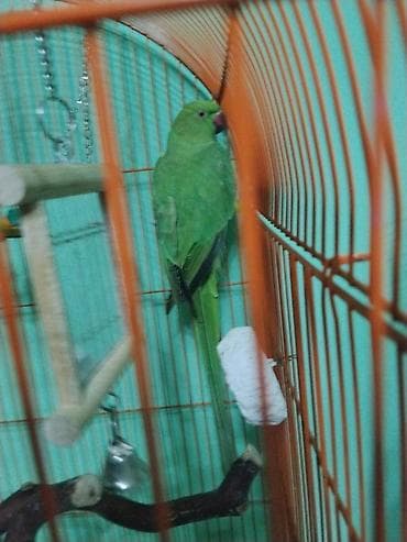 Попугаи: OJERELLA ERKEY adi kividi 9AYLIQ. UNVAN ZABRAT.BARTERDE MUMKUNDUR .OZ — 1