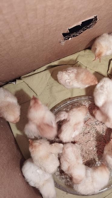 toyug hini: Temiz qan lohmann brown cuceleri satilir 18 dene qaldi 4 gunlukdu — 3