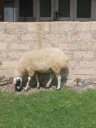 heyvan satisi: Yetik bozağ şişək satıLır — 2