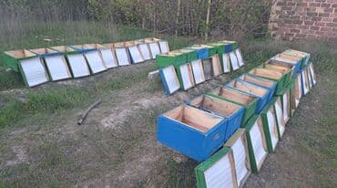 подготовка к орт индивидуально: Whatsapp'dan əlaqə saxlayın 
Arı yeşikləri

15əd — 2