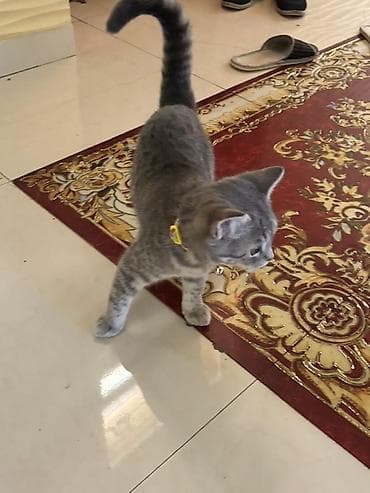 şotlan pişik: Şotland yastı qulaq — 6