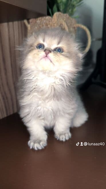 pitbul balaları: Erkək — 1