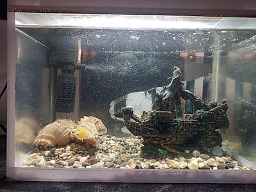 100 l akvarium: Dördbucaq akvarium, Balıqlarla birlikdə, 17 l — 3