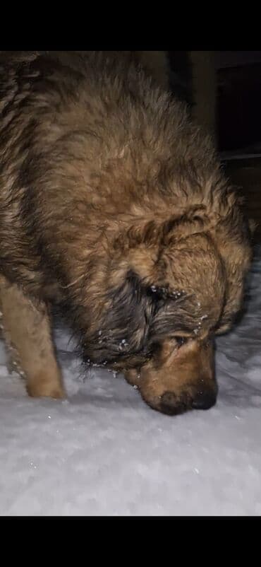 qurd basar iti: Qafqaz çoban iti, 3 il, Erkek, Peyvəndli — 2