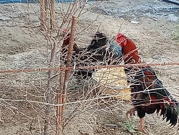 sultan xoruzu: Məhsul: Qızıl-qara rəngli kənd xoruzları (3 baş) Təsvir: - Şəkillərdə — 2