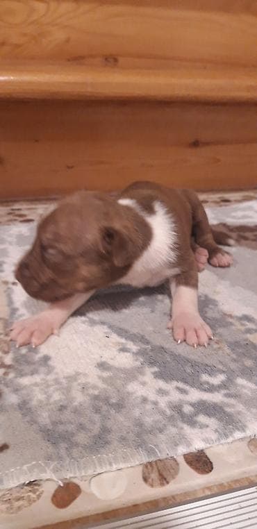 it pitbull: Pitbul, Peyvəndli — 4