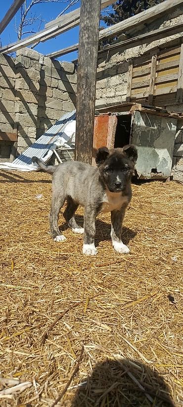 en ucuz itler: Kanqal, 2 ay, Erkek, Peyvəndli, Ünvandan götürmə — 1