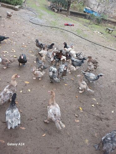 qoyun qiymətləri 2024: Musk ördəkləri (indo-ördək) – müxtəlif rənglərdə və yaş qruplarında — 4