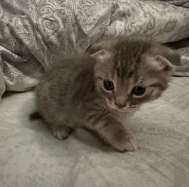 balaca itler satilir: Şotland yastı qulaq — 3