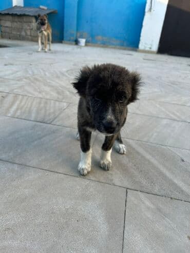 щенки в баку: 2 месяца, С прививками, Самовывоз — 4