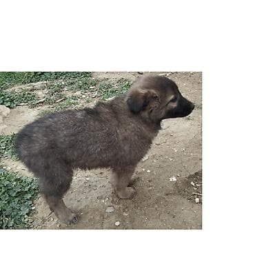 Птицы: Bu küçükler menimdir.Amma artıq 2 aylıqdırlar.Kim isteyir desin.Pul — 6