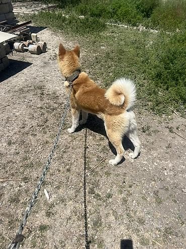 Akita-inu — 6