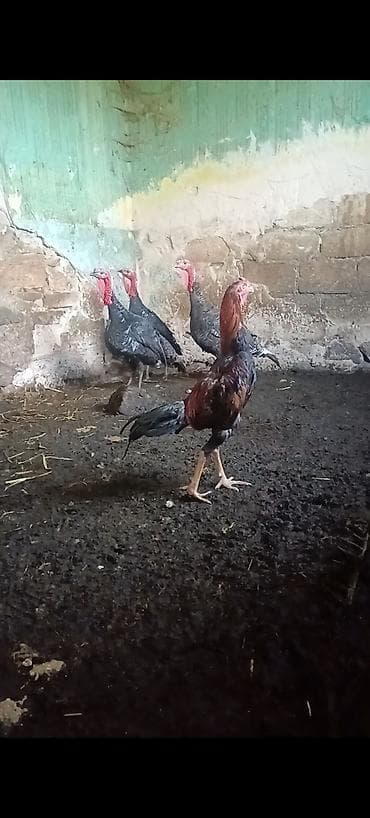 çin bıldırcını: Məhsul: Uzunboyun döyüş tipli xoruz Təsvir:11 ayliqdi ceki 2kg.800 — 4