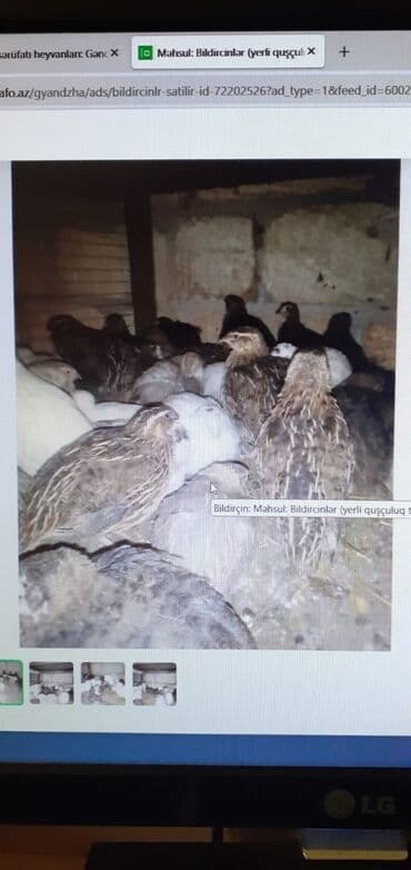 gence toyuq cuce: Digər quşlar — 1