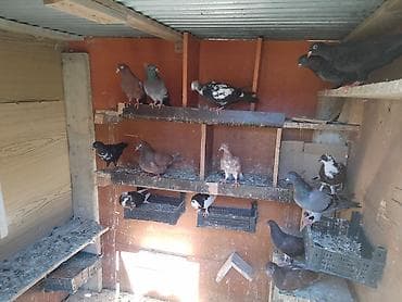 Heyvanlar: Salam 14 dənə quşdur fikiri cidi olanlar vatşapa yazsın vidyolarını — 2