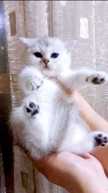 pisik şotlant: Britan, Dişi, Yaxşı əllərə, Ünvandan götürmə — 5