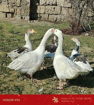 Keçilər, çəpişlər: 5 ədəd qaz satılır təcili Təsvir: - Şəkillərdə 5-6 baş qaz görünür. - — 5