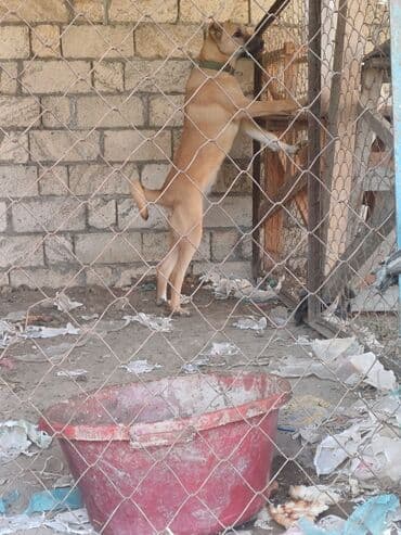 qiz it adlari: Kanqal, 4 ay, Dişi — 1