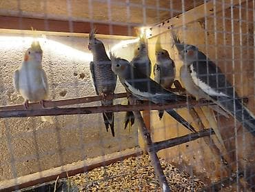 derzi qusu: Əsl ələ öyrəşdirilmə quşlardır.Sağlamdırlar — 2