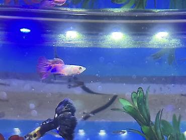 rottweiler satış: Sülhsevər, Ödənişli çatdırılma — 9