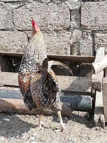 meşə xoruzu: Salam bir cüt Xarkov cinsi xoruz ve ferəsi satılır qiymət 45 manatdı — 2