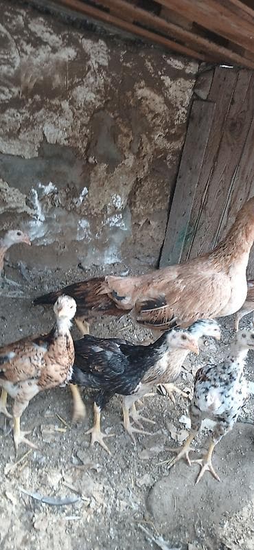qus satisi: Heyrati6 ti cuce 1 ay yarimliqdi 1 Fere yeni analari 150 manata super — 4