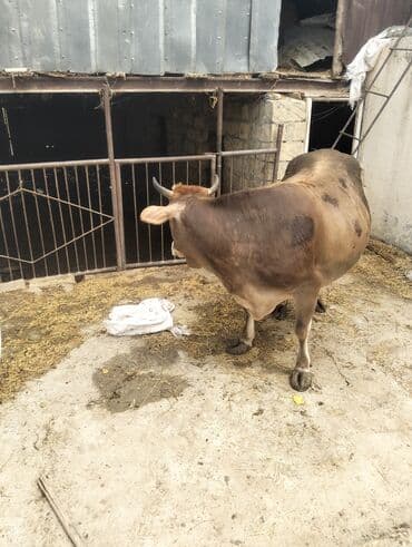 simmental inək cinsi: Dişi, il: 7, 230 kq, Ətlik, Ünvandan götürmə — 5