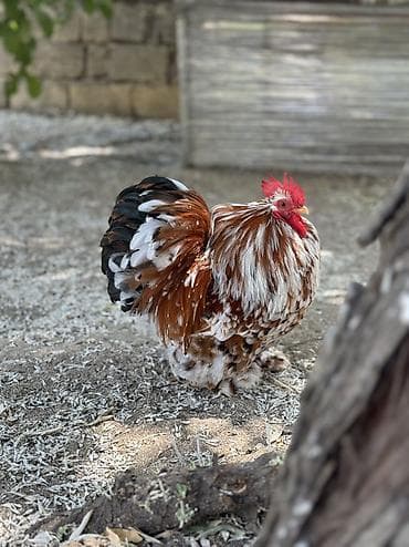tap.az heyvanlar xacmaz: Porselen Karlik Koxin Toyuqlarin cucələri satişda. Cucə 20 azn. 1 — 4
