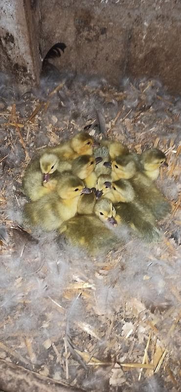halep kecisi satilir: Lavanda balaları satılır ataları qaramaskalıdı — 2
