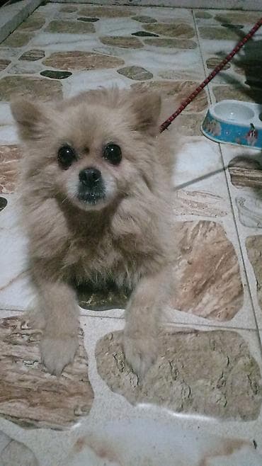 it alışı: Şpitz — 4