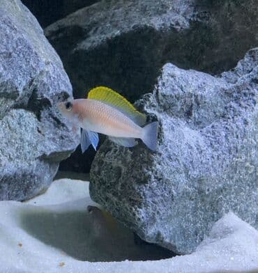 oskar balığı: Cixlid balığı — 1