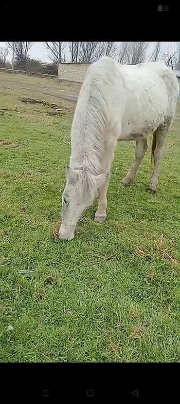 heyvan inek: Atlar — 2