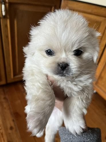 Грызуны: Пекинес, 1 месяц, Самка — 9