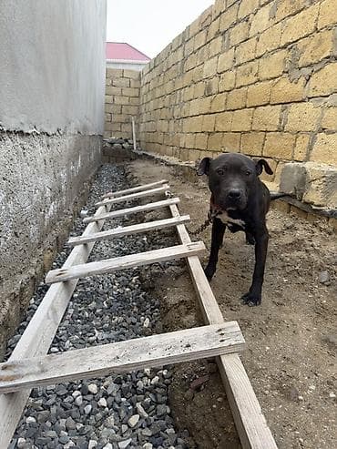 it haqqinda melumat: Pitbul, 1 il, Dişi, Peyvəndli — 7