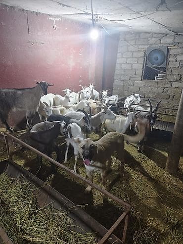 ereb kecisi: Şəkillərdə təsərrüfatdan qarışıq yaş və rənglərdə keçilər sürüsü — 6