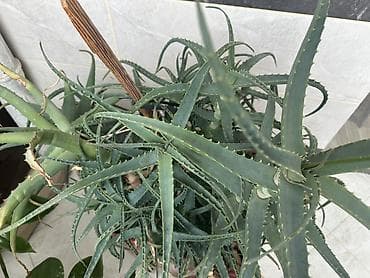 otaq gulləri: 12illik Aloe (sukulent) – iri, kollanmış dekorativ və müalicəvi bitki — 2