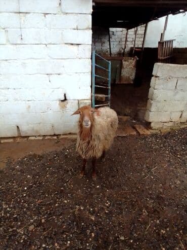 ana bala qoyun: Qiymət cütünə ayıdır real alıcıya endirim olacaq boğaz heyvan di — 8