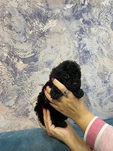 pudel balaları: Pudel — 6