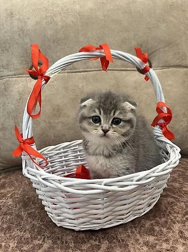 pi̇şi̇k: Şinşilla, Dişi, Ünvandan götürmə, Ödənişli çatdırılma, Rayonlara çatdırılma — 1