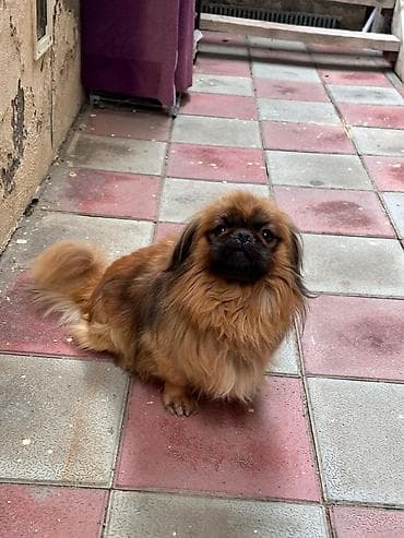 itlerin alisi: Pekingese ev itidi peyvəndide olunub — 4