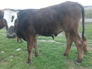 sudluk inek satilir: Dana, buzov, Dişi, ay: 10, Ətlik, Ünvandan götürmə, Ödənişli çatdırılma — 4