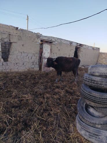 150 170 arasi eti var. i