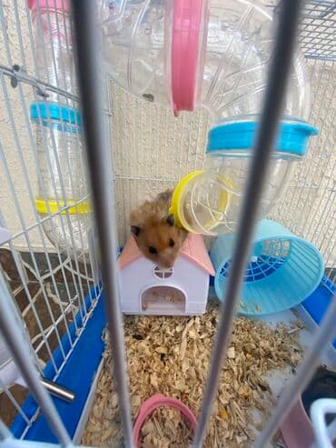 xamyak adlari: Xamyak hemster 3 eded her biseyile birlikde — 8