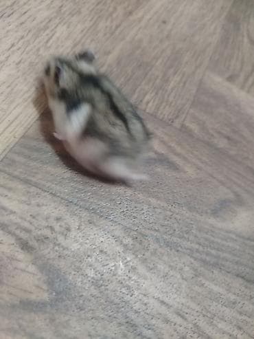 Cırtdan hamster (cücərmiş Dwarf/Syrian qarışıq rəngli) - Xırda — 6