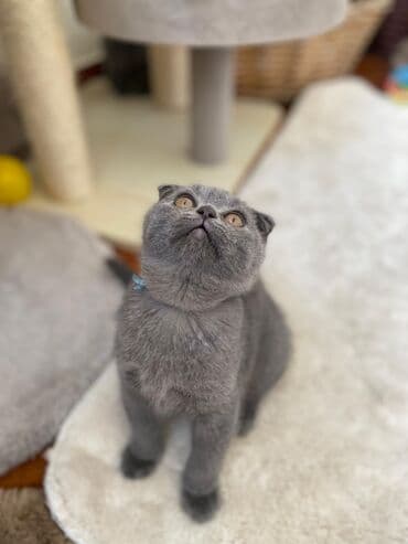 şotlan pişik: Şotland yastı qulaq, Erkək, Dişi, Yaxşı əllərə, Ünvandan götürmə, Pulsuz çatdırılma, Ödənişli çatdırılma — 129