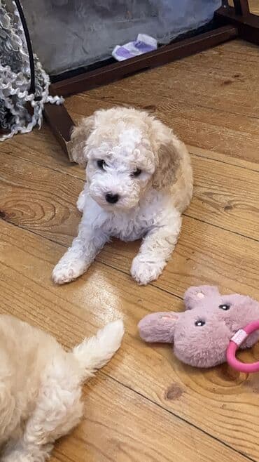 İtlər: Pudel, 2 ay, Erkek, Peyvəndli, Ödənişli çatdırılma — 2