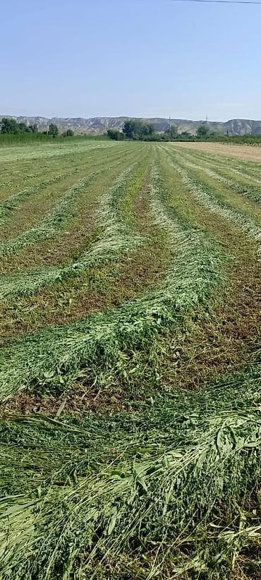 saf su: Salam ərazi Mingəçevirə çox yaxın Günəşli qəsəbəsinin yanında cəmi — 7