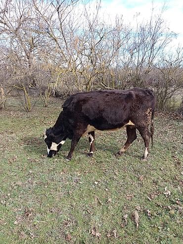 2 ci qarına 7 aylıq boğazdır. Apreldə doğacaq. İnek süni mayalanmadan