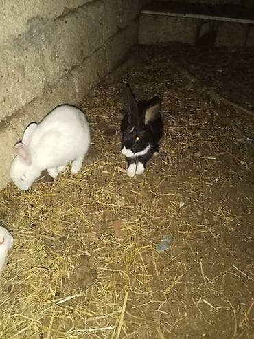 Козы, козлята: Dovşanlar Satılır Optovoy Satılır 8 Dənədi Hazır Bala veren mayalar — 2